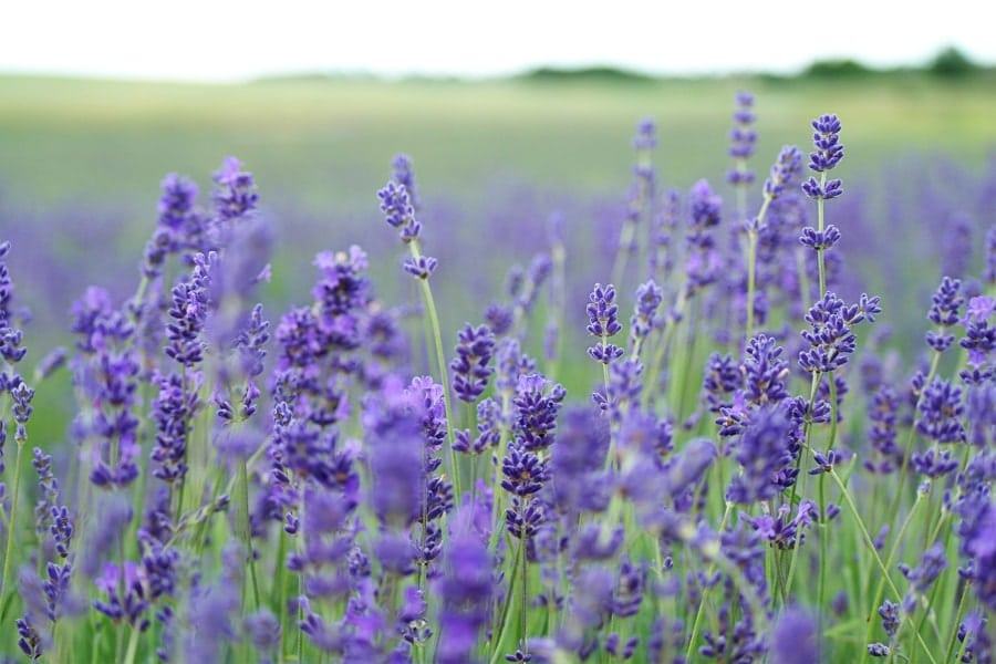 Embracing Lavender is the Key to Sleep For Shift Workers - Lavender Fields - The Other Shift