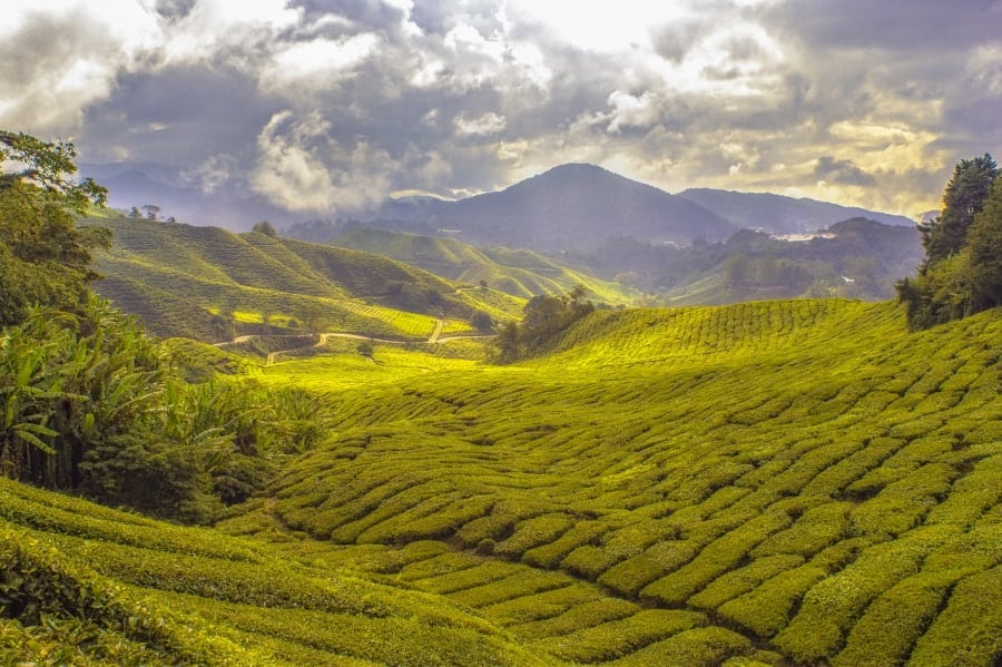The Essential Guide to Drinking Green Tea for Shift Workers - Green Tea Fields - The other Shift