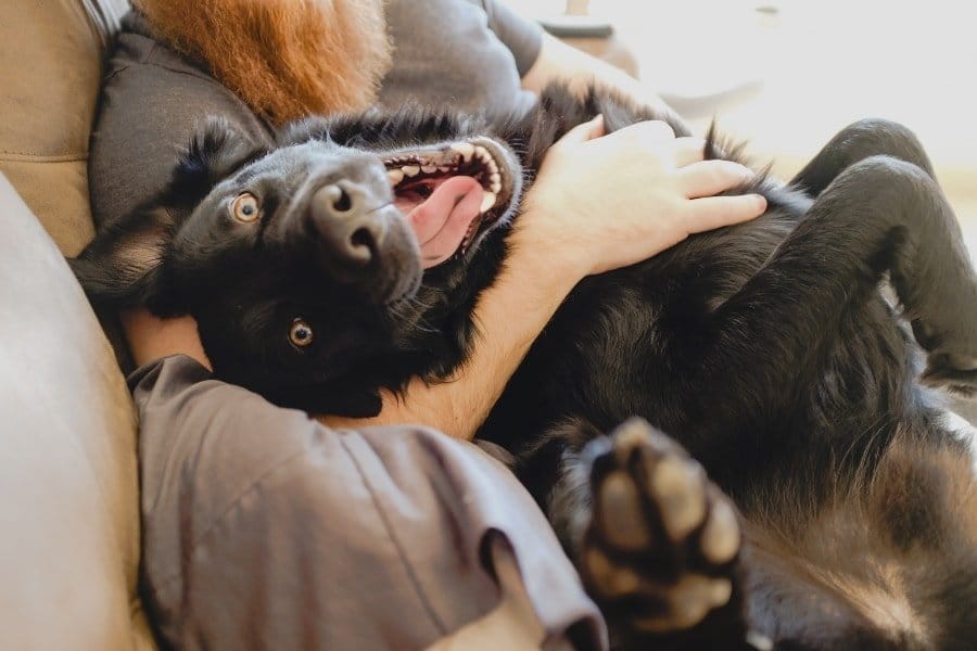 Both a Man and Shift Workers Best Friend- 10 Health Benefits of Owning a Dog - Black dog smiling