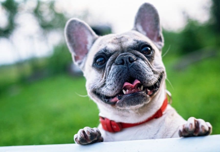 Both a Man and Shift Workers Best Friend- 9 Health Benefits of Owning a Dog - The Other Shift-Pug
