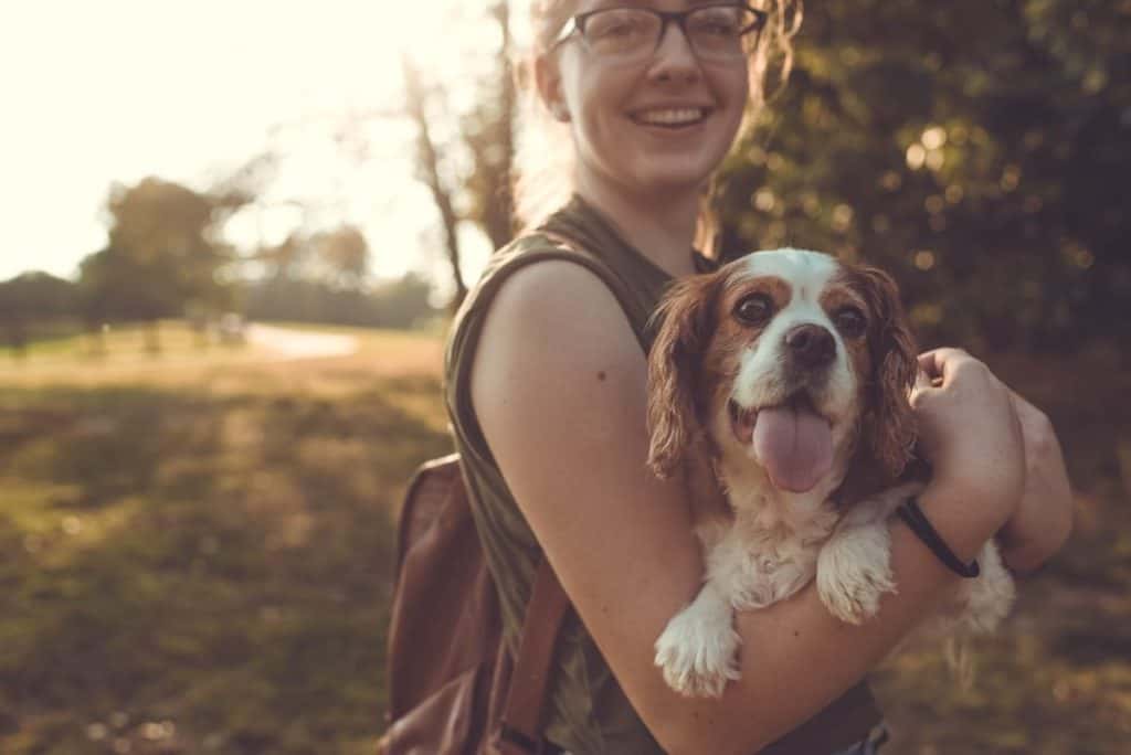 Dog with owner