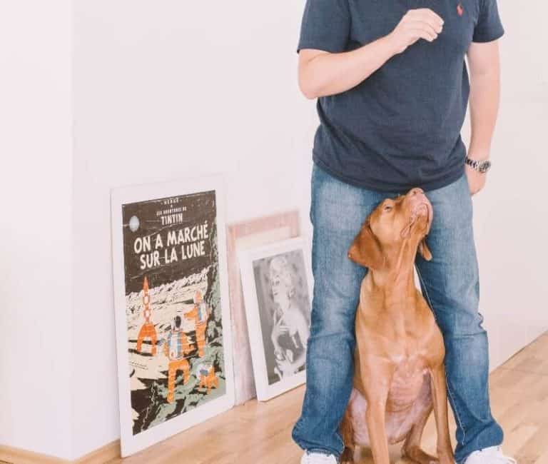 Man standing with brown dog between legs _ owning a dog as a shift worker