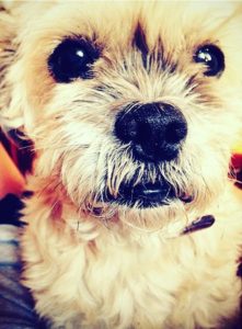 10 Health Benefits of Owning a Dog - Oscar - The Other Shift
