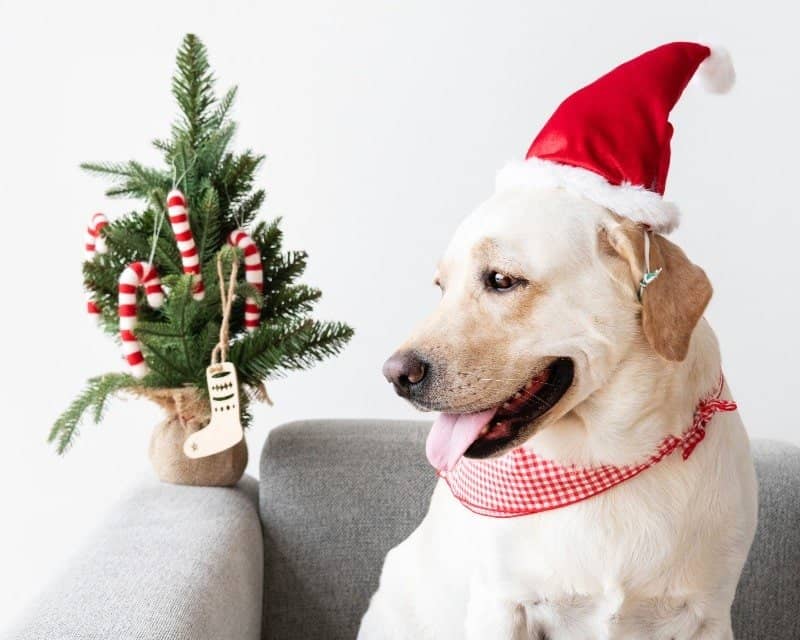 How to Stop Holiday Weight Gain from Snowballing _ The Other Shift _ dog wearing Christmas hat