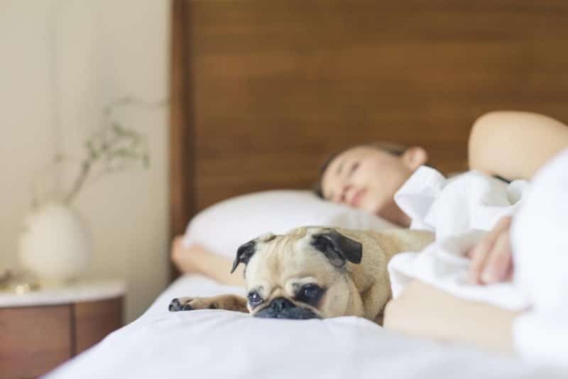 pug sleeping in bed boyfriend away sleep | How Can I Sleep Without My Boyfriend?